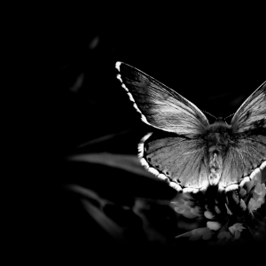 black_and_white_nature_butterfly_insects_1920x1200_wallpaper_Wallpaper_1024x1024_www.wallpaperswa.com
